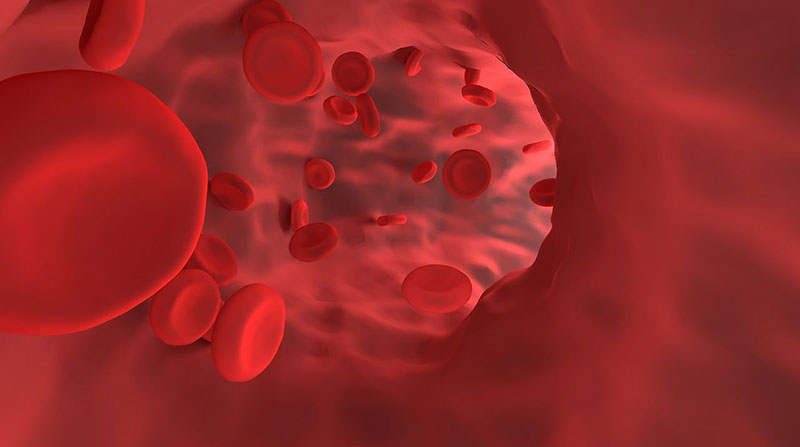 Closeup of blood vessel and red blood cells
