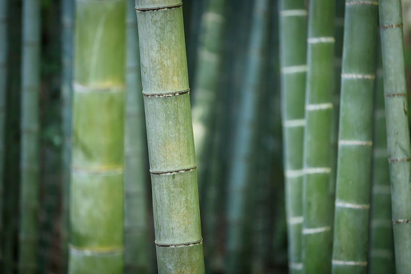 closeup of bamboo stalks