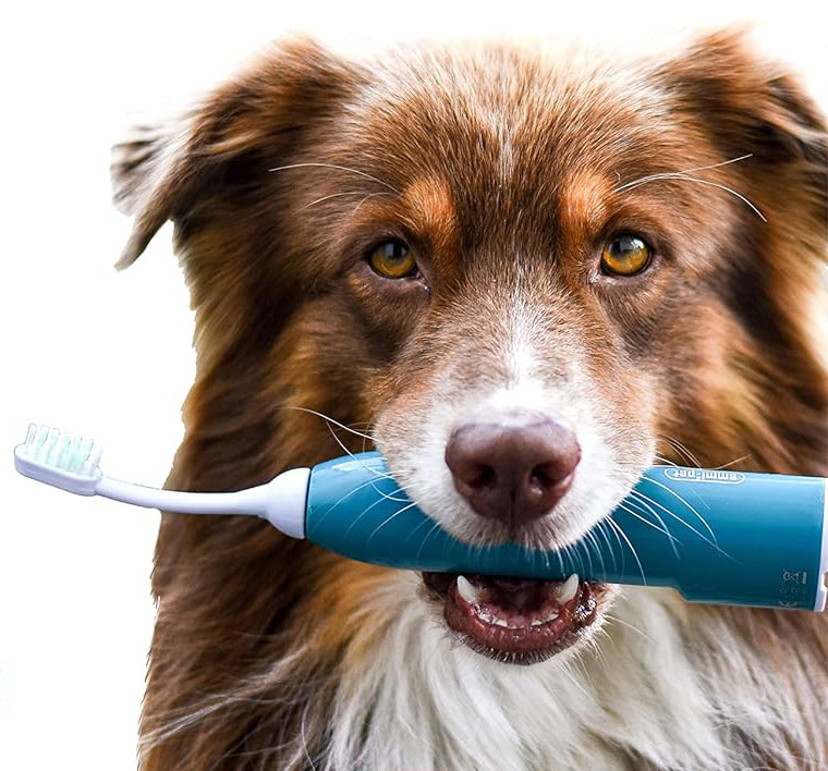 Dog holding ultrasound toothbrush in its mouth