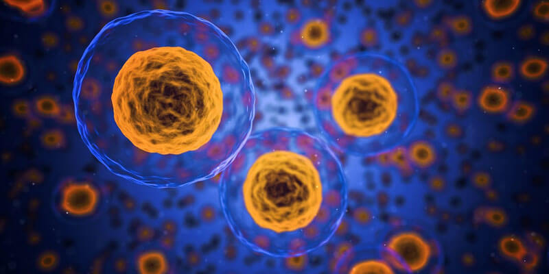 closeup of healthy human cells