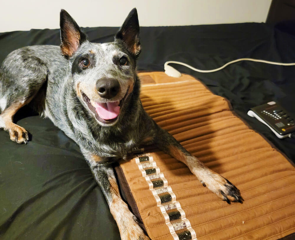 Cute dog laying on top of a Biomat Mini