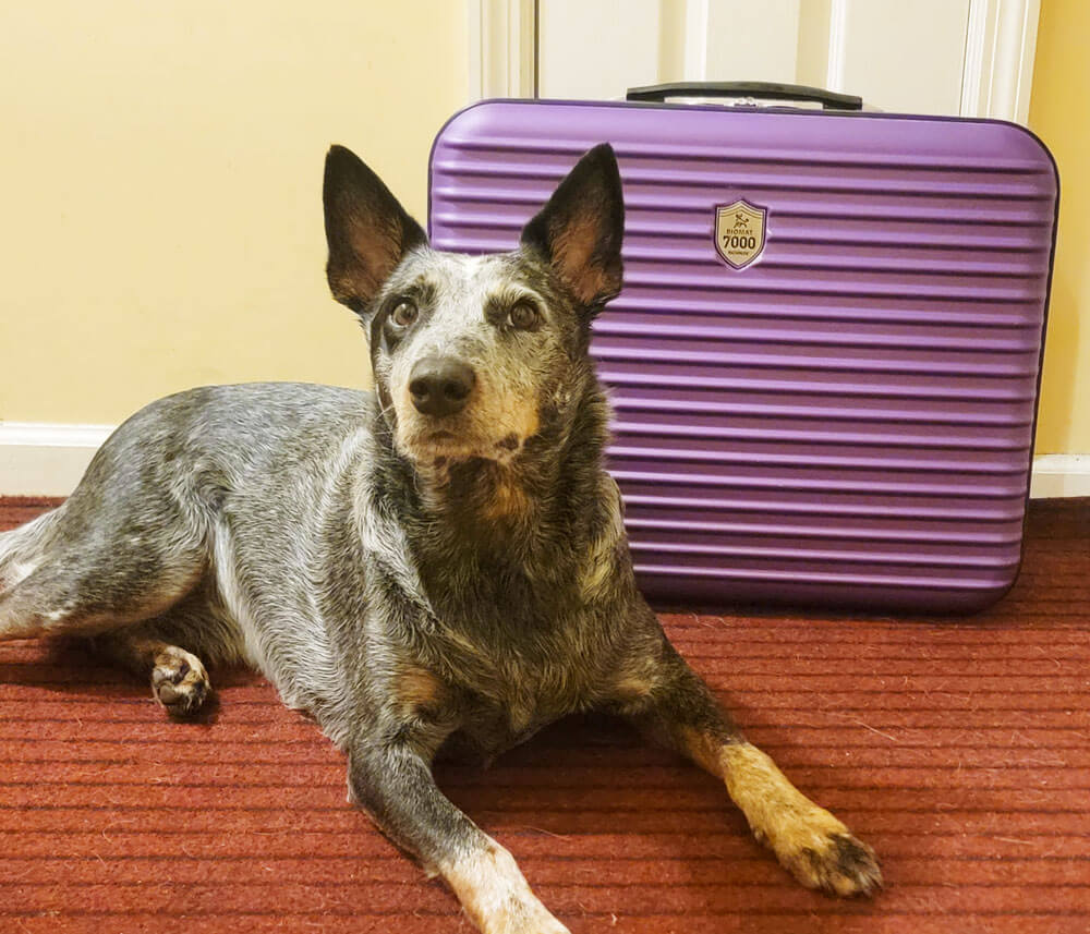 Dog lying down in front of Mini Biomat carrying case.